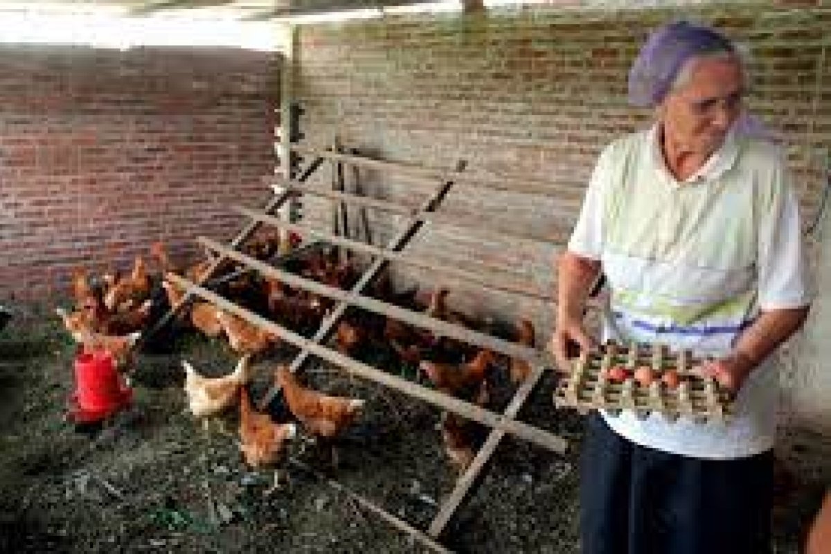 Aves de corral