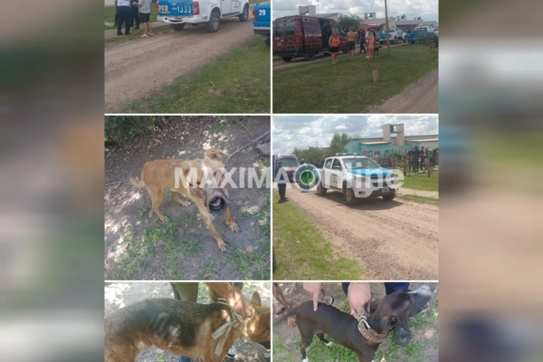 Interviene la Justicia contra un hombre que le peg&oacute; a un perro indefenso