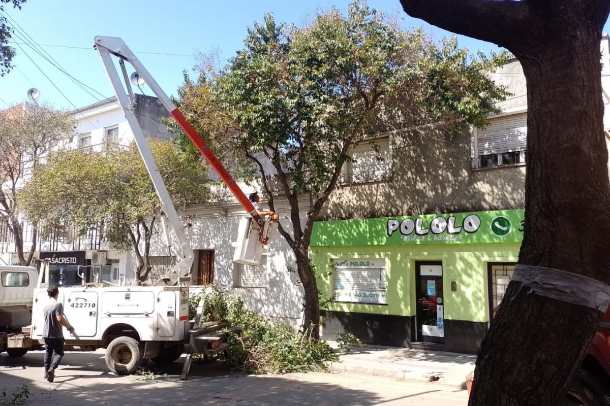 Continúa la poda de árboles en el casco céntrico de la ciudad