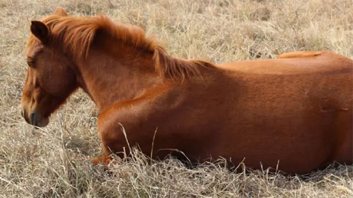 Confirmaron casos de Encefalomielitis Equina en Entre Ríos